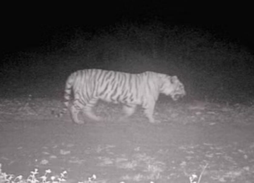 कर्नल शेरजंग नेशनल पार्क में टाइगर की चहलकदमी,  कैमरे में कैद