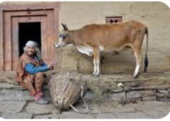 सुधारी जाएगी पहाड़ी गाय की नस्ल,  सिरमौर में शुरू होगा प्रोजेक्ट
