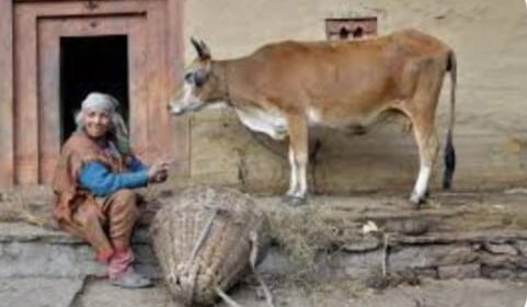 सुधारी जाएगी पहाड़ी गाय की नस्ल,  सिरमौर में शुरू होगा प्रोजेक्ट