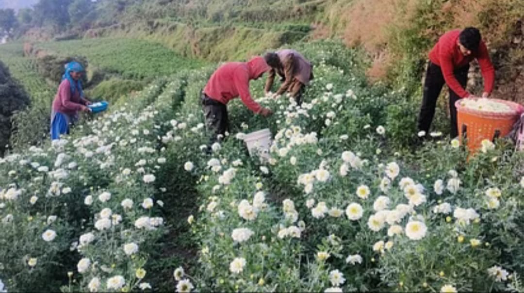 25 हजार रुपये क्विंटल बिक रहे बबूने के फूल, दिल्ली से सीधे किसानों के खेतों में पहुंच रहे आढ़ती