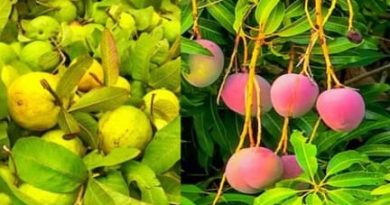 हिमाचल के सात जिलों के बगीचे वर्ष 2028 तक इन फलों से होंगे लकदक