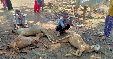 दीवार गिरने से बाड़े में बंधे बकरे-बकरियों की मौत