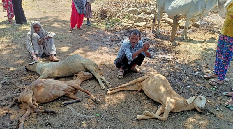 दीवार गिरने से बाड़े में बंधे बकरे-बकरियों की मौत