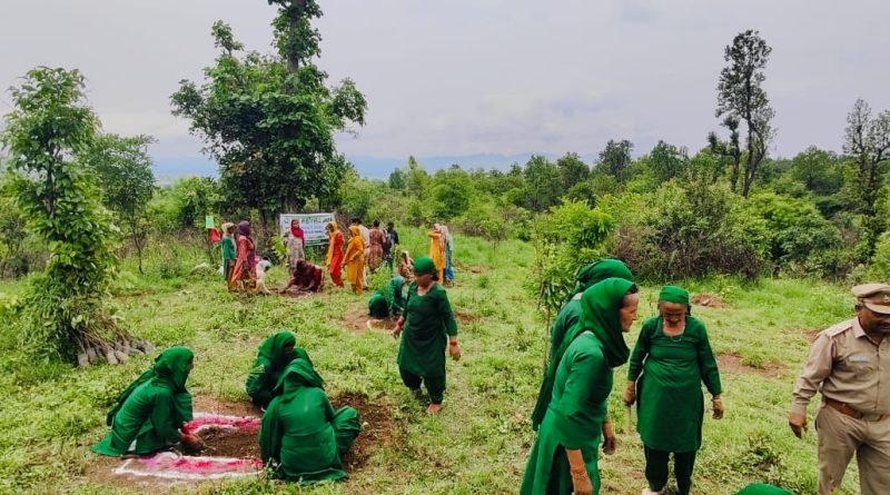 महिला वन एवं  पर्यावरण तथा जय मां अंबिके वन संरक्षण समिति ने किया वृक्षारोपण:DFO