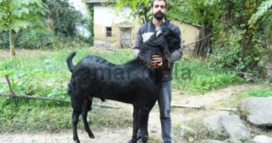 इस गांव में बीटल नस्ल का एक 15 माह का बकरा 95 हजार रुपये में बिका।